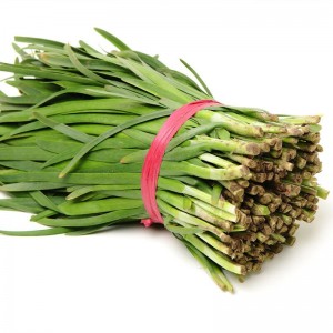 新鲜韭菜山东蔬菜现割现发农家自种食用应季饺子馅鲜嫩头茬韭菜包 1500g